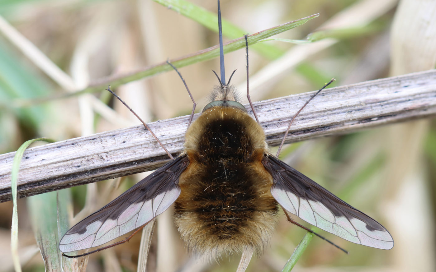 Dark edged bee fly, Bombylius major